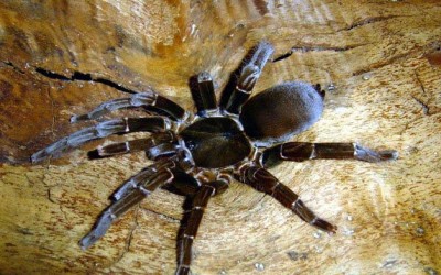 hysterocrates hercules tarantula